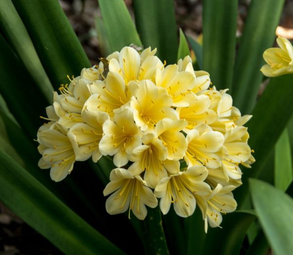 Golden Marigold Bloom - Image 2