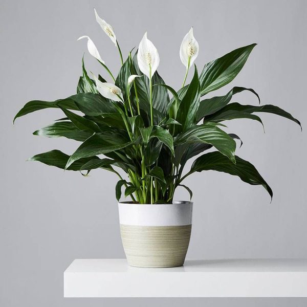 Celebration Sunflower Vase - Image 2