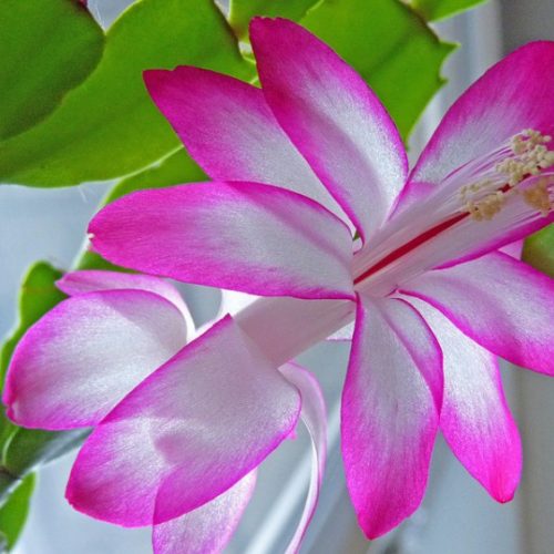 Peach Blossom Basket