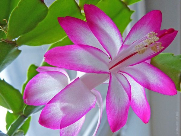 Peach Blossom Basket