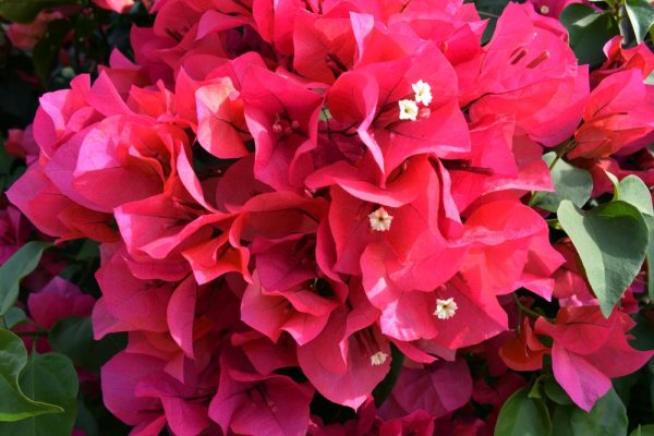 Exotic Plumeria Vase