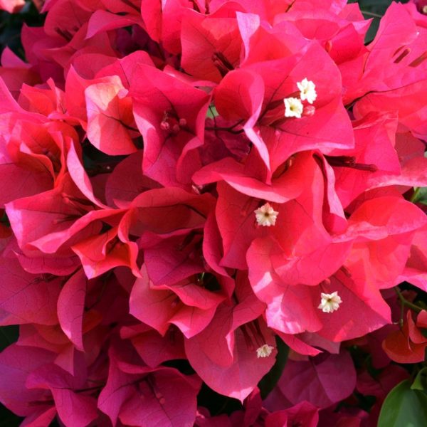 Exotic Plumeria Vase