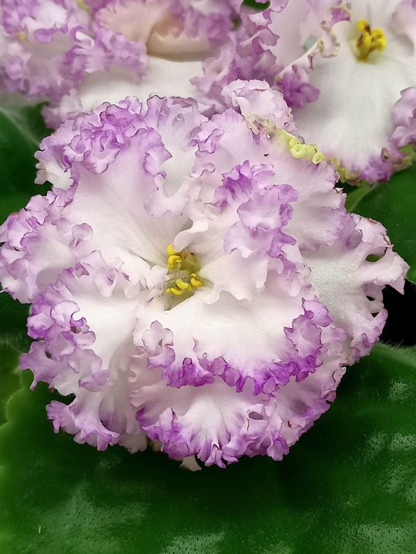Soft Blue Delphinium